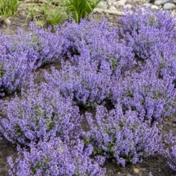 'Cat's Pajamas' Catmint -Naty Plants Shop 007a41431a16418c80d39db60b946bc7