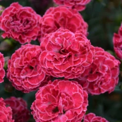 Fruit Punch® 'Raspberry Ruffles' Dianthus