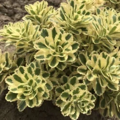 'Atlantis' Stonecrop -Naty Plants Shop 074d3ed772fe925ab043a076e3d349e4