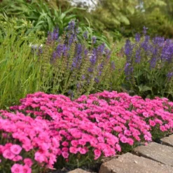 'Paint The Town Fancy' Dianthus 8 'Paint The Town Fancy' Dianthus -Naty Plants Shop 0acff2a43d1d77895d773f451350cc12
