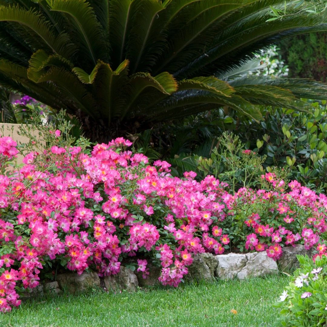 Pink Drift® Rose 1 Pink Drift® Rose