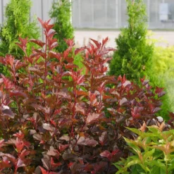 Ginger Wine® Ninebark -Naty Plants Shop 1034 4523 popup sw