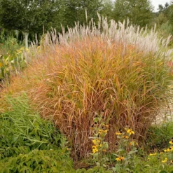 Purple Eulalia -Naty Plants Shop 111 1217 popup sw