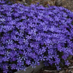 'Violet Pinwheels' Creeping Phlox -Naty Plants Shop 116ee91bcb827ca51607a57f7cd9bae9