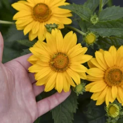 Tuscan Gold™ False Sunflower -Naty Plants Shop 11b3c7bafa35c699d5a58be11810103a