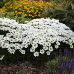 Amazing Daisies® Daisy May® Shasta Daisy -Naty Plants Shop 12883ffa5c75e1431e04bdeb6e5df944 1