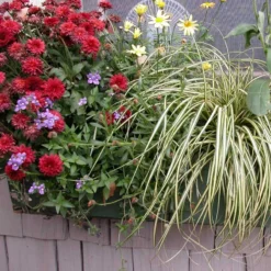 'Evergold' Sedge -Naty Plants Shop 128 991 popup