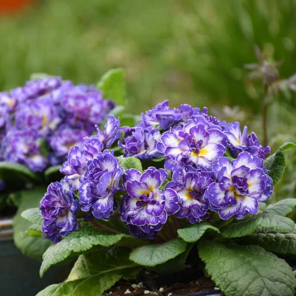 Bouquet Perfect™ 'Blue Ripples' Primrose 2 Bouquet Perfect™ 'Blue Ripples' Primrose - Image 2