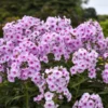 Luminary™ 'Opalescence' Phlox
