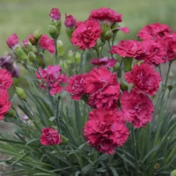 Fruit Punch® 'Cranberry Cocktail' Dianthus -Naty Plants Shop 1b2aa4df492aff34235f0783b5d20da3