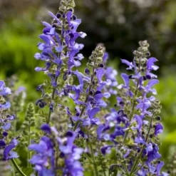 Living Large™ Big Sky Salvia -Naty Plants Shop 1d57ccc8c8b97238f0b12807d303e1b8