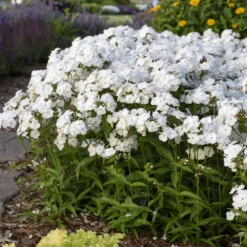 'Opening Act White' Hybrid Phlox 8 'Opening Act White' Hybrid Phlox -Naty Plants Shop 2086636338d2bfcc9873fb0b305b67a1