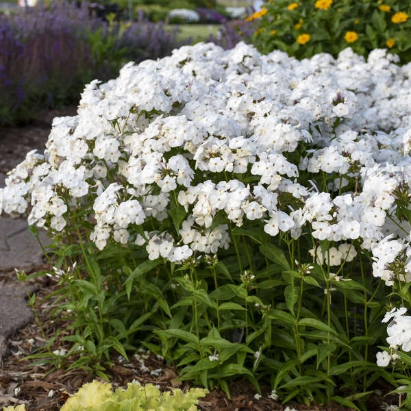 'Opening Act White' Hybrid Phlox 4 'Opening Act White' Hybrid Phlox - Image 4
