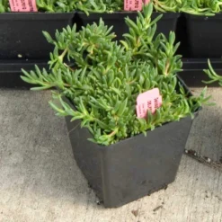 Fire Spinner® Ice Plant -Naty Plants Shop 212 1688 popup sw