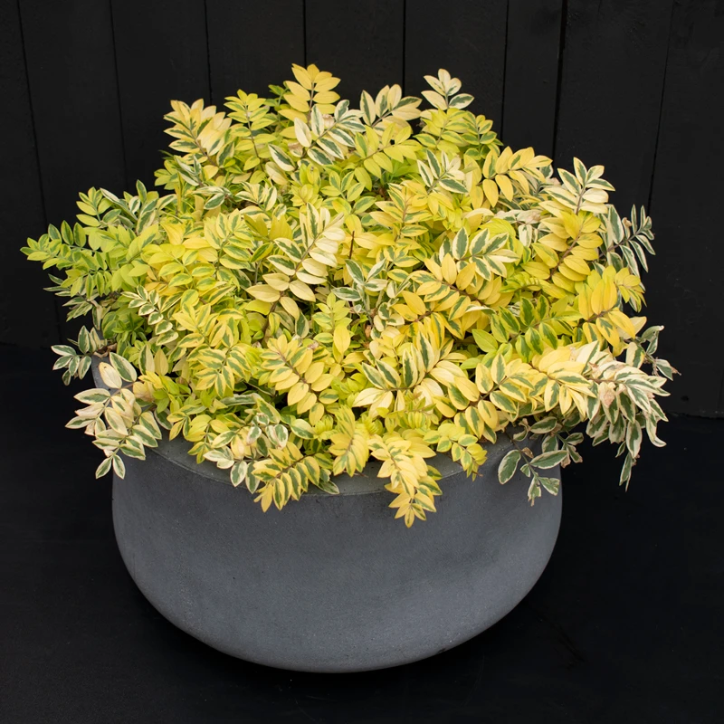 'Golden Feathers' Jacob's Ladder 1 'Golden Feathers' Jacob's Ladder