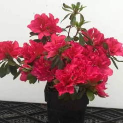 Bloom-A-Thon® Pink Double Reblooming Azalea -Naty Plants Shop 224 1696 popup 62652c6f 9275 42ba a7d2 0fe27404ca31 sw
