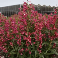 Bejeweled™ 'Rose Rhinestones' Beardtongue -Naty Plants Shop 227120f3995c5a1935960b7899f88d8c