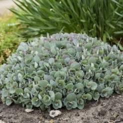 Rock 'N Round™ 'Popstar' Stonecrop -Naty Plants Shop 227f54d52c5ff9d8c85dac352f099660