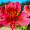 'Majestic Tierce' Peruvian Lily