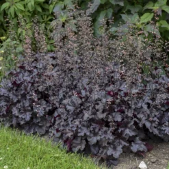 Primo® 'Black Pearl' Coral Bells 12 Primo® 'Black Pearl' Coral Bells -Naty Plants Shop 234311fe02f8cbe5d77e9596f4626150
