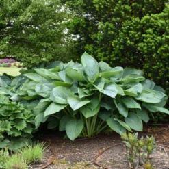 Shadowland® 'Empress Wu' Hosta -Naty Plants Shop 265d8e14c758a02e4d6a055b09c0bb5d