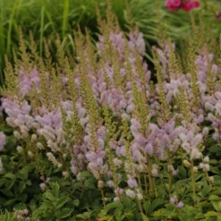 Dwarf Chinese Astilbe 9 Dwarf Chinese Astilbe -Naty Plants Shop 26a62b9a14c066620793a6074e344f90