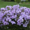 'Opening Act Blush' Hybrid Phlox