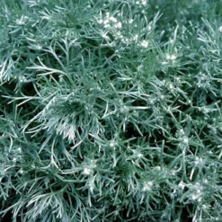 'Silver Mound' Wormwood -Naty Plants Shop 299 1110 popup sw