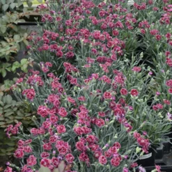 Fruit Punch® 'Black Cherry Frost' Dianthus -Naty Plants Shop 2abdf933c70bf61f7f5db61c2d748d07