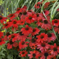 Sombrero® Salsa Red Coneflower