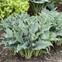 Shadowland® 'Waterslide' Hosta -Naty Plants Shop 2cd4c1b19f8358652dc0f5a422cfcb56