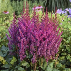 'Visions' Astilbe