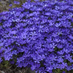 'Violet Pinwheels' Creeping Phlox -Naty Plants Shop 2dbab699641a718b378d2e1c01eabb5f
