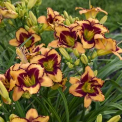 Rainbow Rhythm® 'Blazing Glory' Daylily -Naty Plants Shop 327e0ace949ee6b43ebc4a674319a7da
