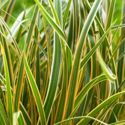 EverColor® 'Everglow' Sedge