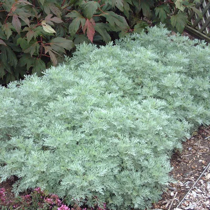 'Powis Castle' Wormwood 2 'Powis Castle' Wormwood - Image 2