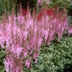 Dwarf Chinese Astilbe 7 Dwarf Chinese Astilbe -Naty Plants Shop 383 1191 popup sw