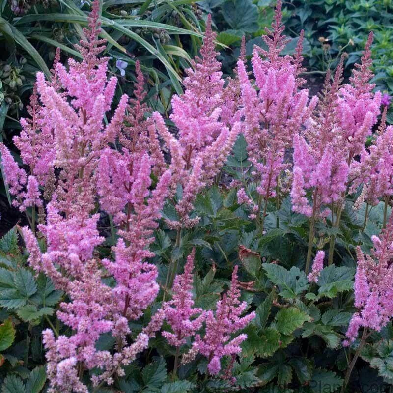 Dwarf Chinese Astilbe 1 Dwarf Chinese Astilbe