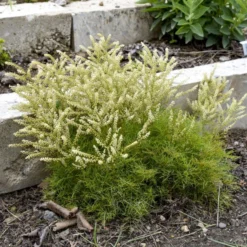 'Fairy Hair' Goatsbeard -Naty Plants Shop 3843e0be22ede29c121287fd613c0698