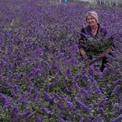 Lo & Behold® 'Blue Chip Jr.' Butterfly Bush
