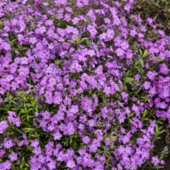 'Rose Sprite' Hybrid Spring Phlox -Naty Plants Shop 39b557cd0d5b705709365772c97fa006