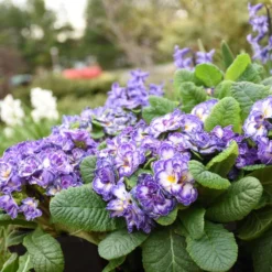 Bouquet Perfect™ 'Blue Ripples' Primrose 6 Bouquet Perfect™ 'Blue Ripples' Primrose -Naty Plants Shop 3bd109c86d5e63603cf1d610cc29272b