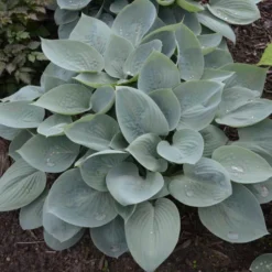 'Prairie Sky' Hosta -Naty Plants Shop 3d3d067f8e561d54b991429ad4fe642f