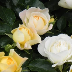 Popcorn Drift® Rose -Naty Plants Shop 4