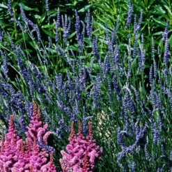 'Grosso' Lavender -Naty Plants Shop 410 1184 popup sw