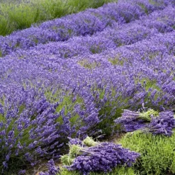 'Grosso' Lavender -Naty Plants Shop 410 1757 popup sw
