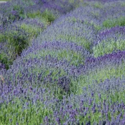 'Grosso' Lavender -Naty Plants Shop 410 1758 popup sw