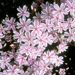 'Candy Stripe' Creeping Phlox