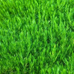 'Snowflake' Creeping Phlox -Naty Plants Shop 417 1315 popup sw