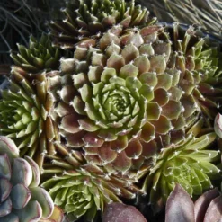 'Jeanne D'Arc' Hens & Chicks -Naty Plants Shop 429 1890 popup